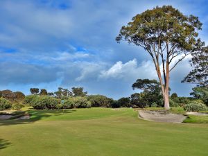 Kingston Heath 3rd Tree